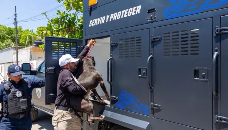 Rescate urgente en Playa del Carmen: salvan a perritos en abandono y maltrato