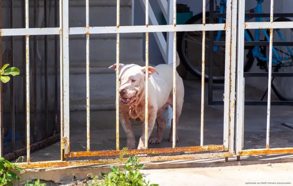 Rescate urgente en Playa del Carmen: salvan a perritos en abandono y maltrato