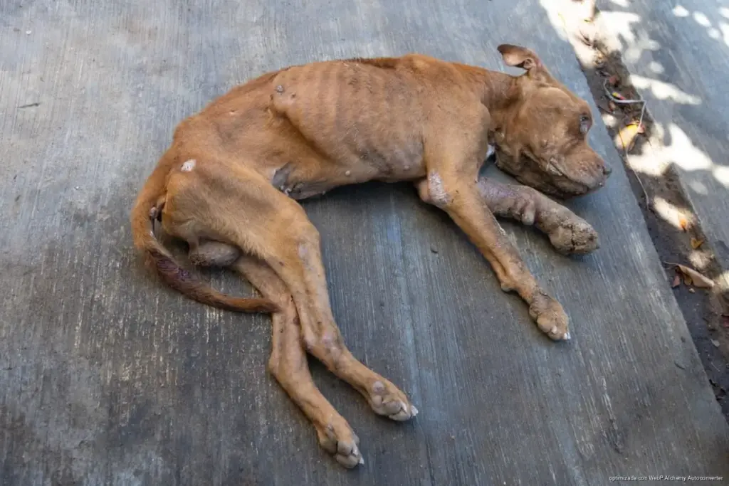 Rescate urgente en Playa del Carmen: salvan a perritos en abandono y maltrato