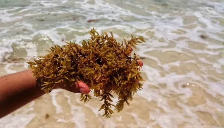 Sargazo divide condiciones en Quintana Roo: norte con playas limpias y sur con recales intensos