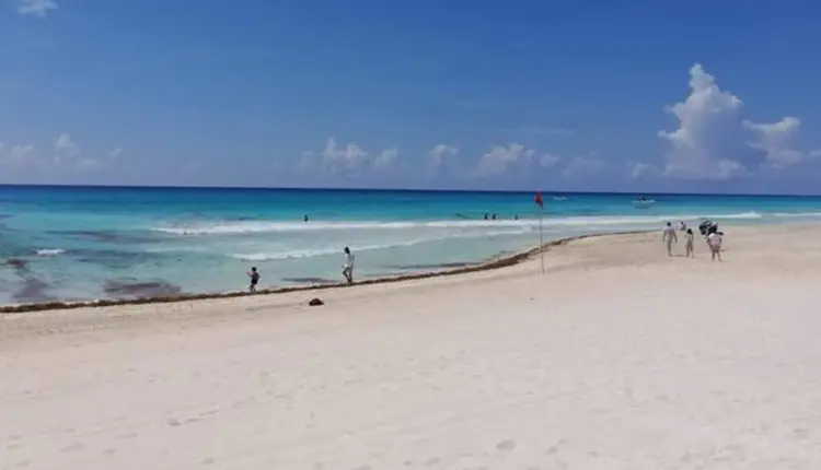 Sargazo impacta costas de Quintana Roo con intensidad variable; islas y zonas resguardadas mantienen mejores condiciones