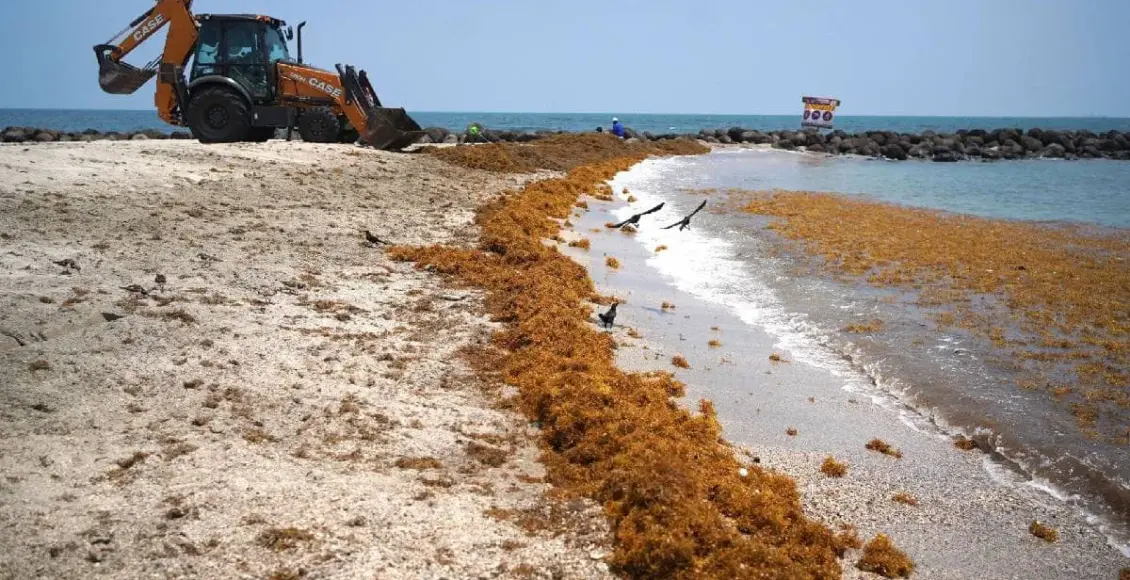 Sargazo golpea con fuerza al sur de Quintana Roo mientras el norte se mantiene estable