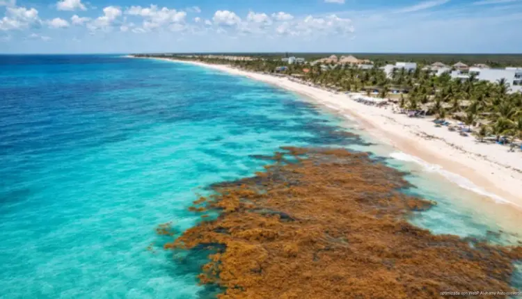 Sargazo se distribuye de forma desigual en Quintana Roo; reportan niveles moderados en zona centro