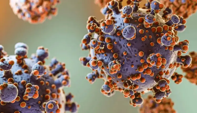 OMS mantiene bajo el riesgo sanitario por brote de Hantavirus