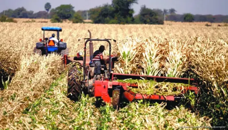 Productores exigen sacar granos básicos del T-MEC en mesa con Agricultura