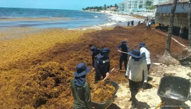 Sargazo en descomposición aleja a turistas de playas en Playa del Carmen