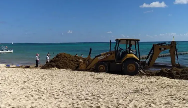 Crisis por sargazo se agrava en Quintana Roo con hasta 130 mil toneladas previstas en 2026