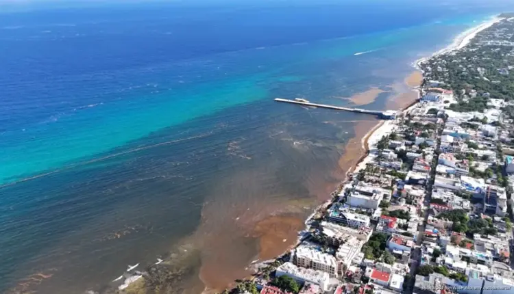 Sargazo rebasa contención y golpea actividad turística en Playa del Carmen
