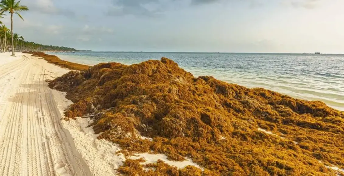 Enfrenta Quintana Roo uno de los peores recales de sargazo en plena temporada turística