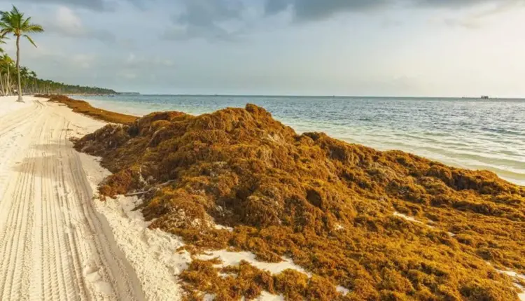 Enfrenta Quintana Roo uno de los peores recales de sargazo en plena temporada turística