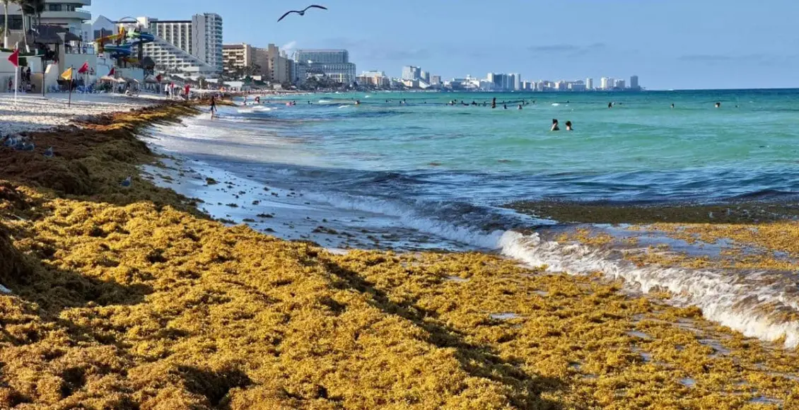 Continúa el avance del sargazo en Quintana Roo, afectando playas del Caribe mexicano