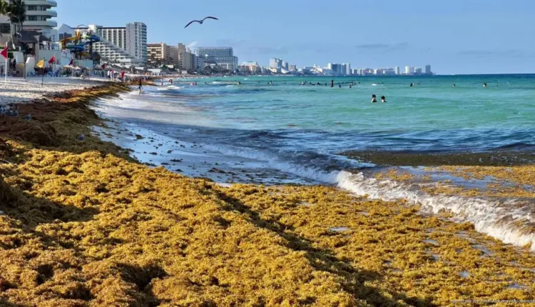 Continúa el avance del sargazo en Quintana Roo, afectando playas del Caribe mexicano