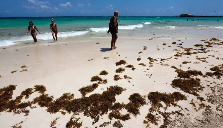 Sargazo se intensifica en Playa del Carmen mientras el norte de Quintana Roo mantiene playas con baja presencia
