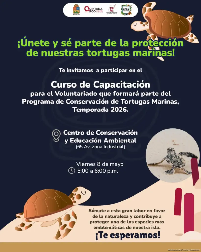 Convocan a voluntariado para proteger tortugas marinas en Cozumel durante temporada 2026 con capacitación y acciones ciudadanas