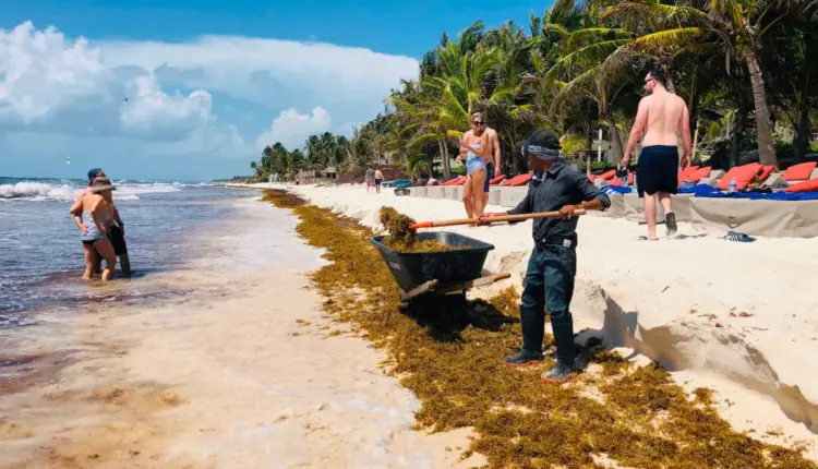 Estudio de la UNAM documenta daños neurológicos y físicos en recolectores de sargazo en Quintana Roo
