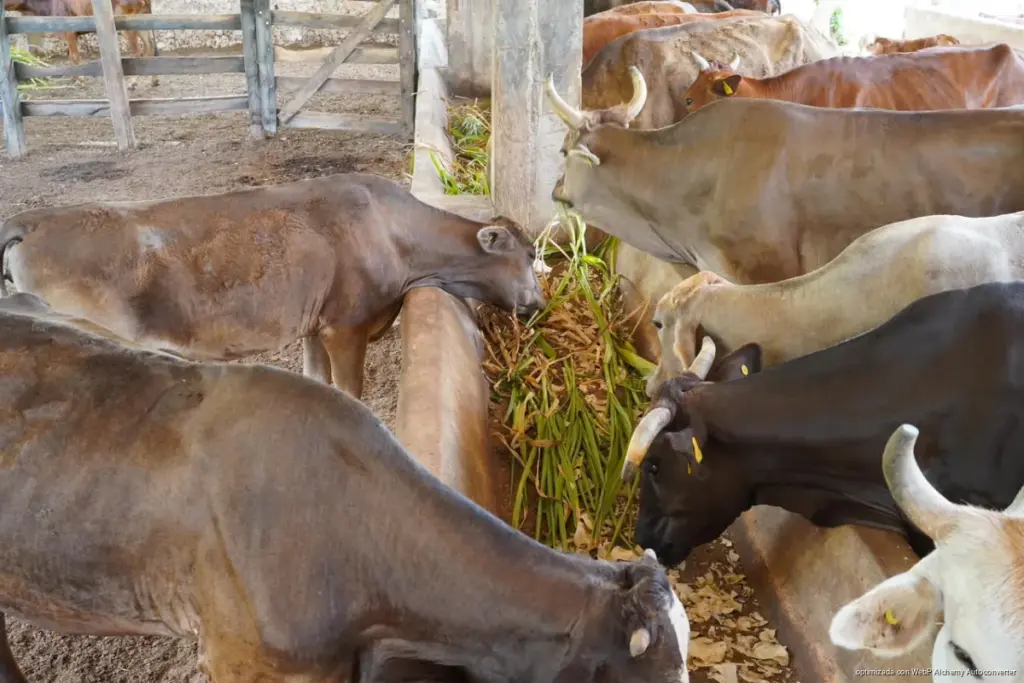 Programa Médico Veterinario en tu Rancho fortalece la salud animal y respalda a productores de Playa del Carmen