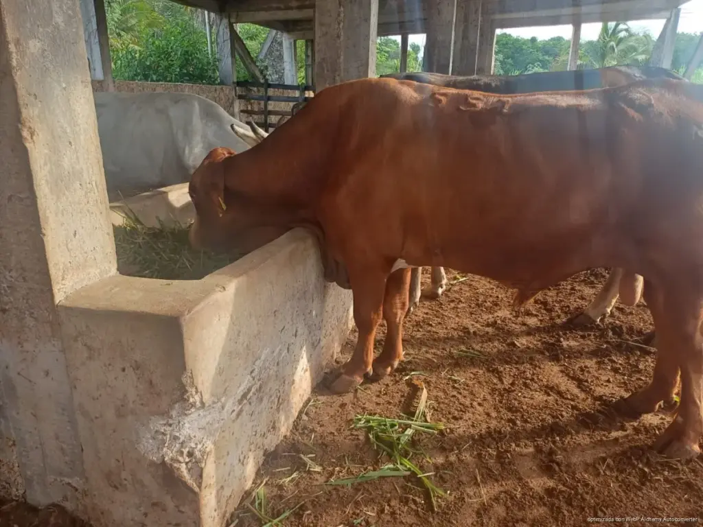 El ayuntamiento de Solidaridad aplica tratamientos veterinarios en comunidades rurales