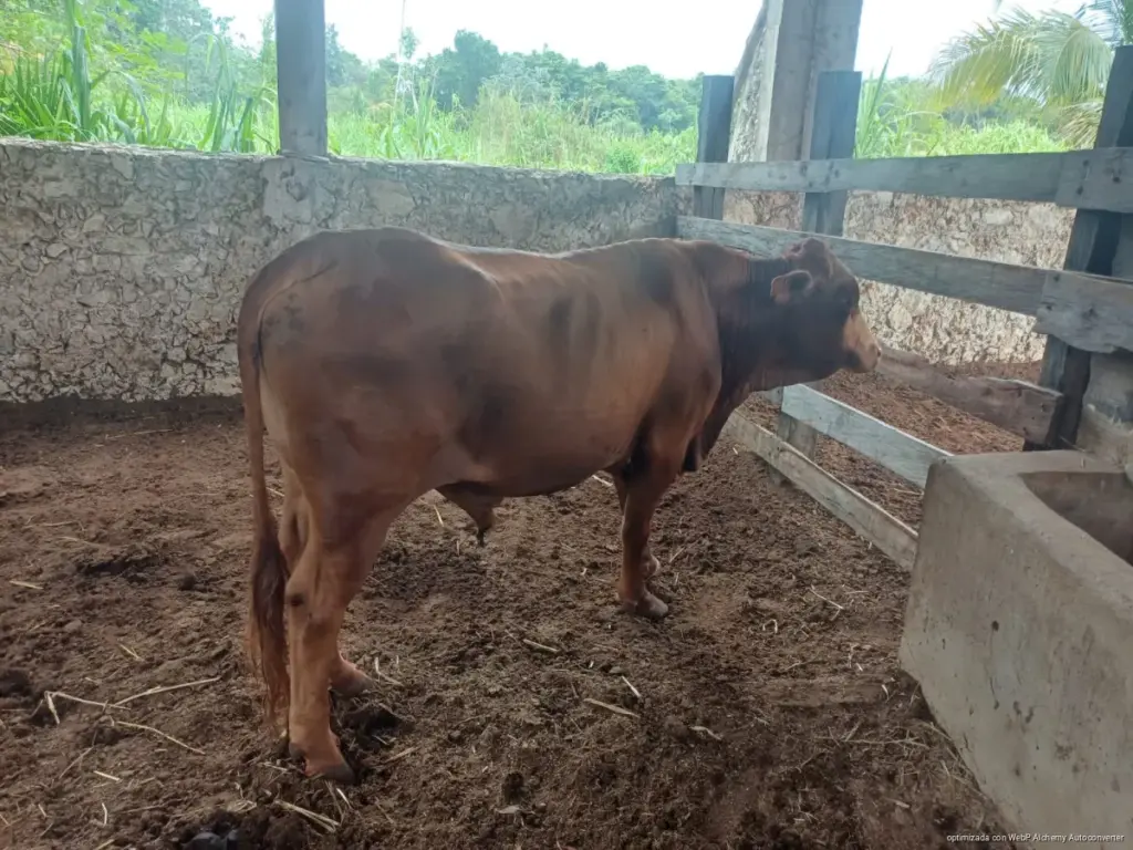 El ayuntamiento de Solidaridad aplica tratamientos veterinarios en comunidades rurales