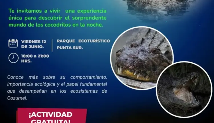 Cozumel realizará recorrido nocturno para observar cocodrilos en Punta Sur