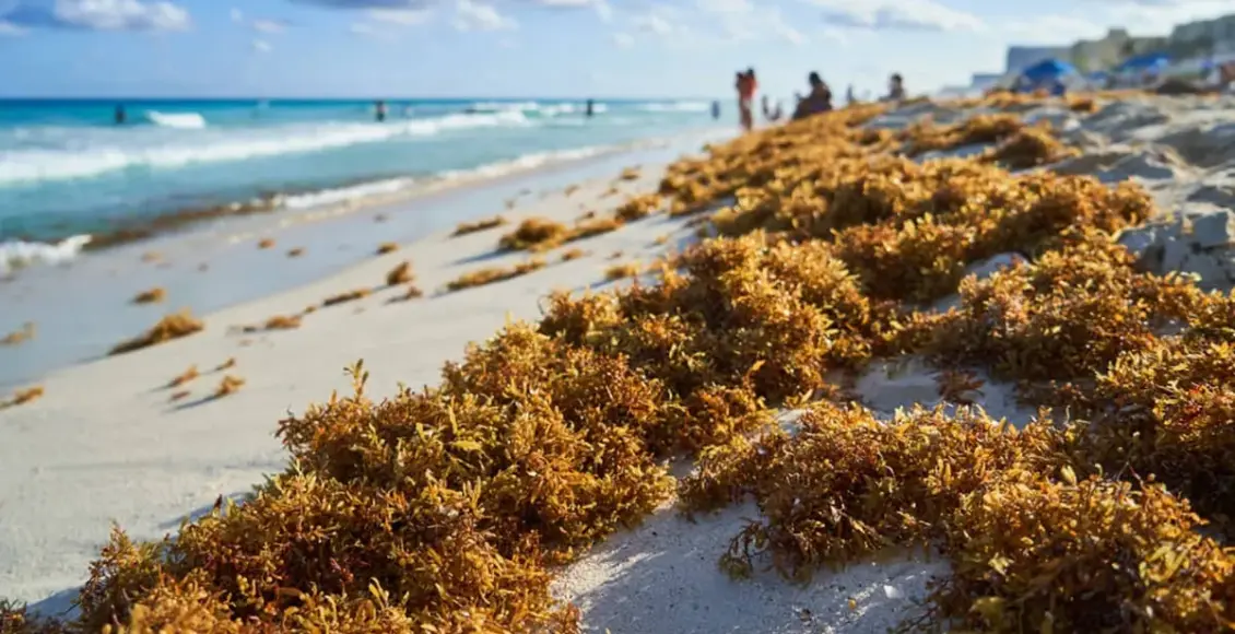 Vientos empujan más sargazo a la Riviera Maya; aumentan afectaciones en playas