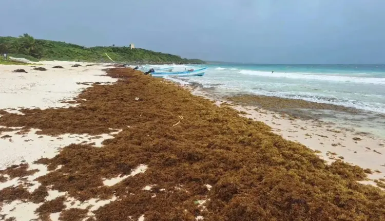Quintana Roo enfrenta recale masivo de sargazo; más de la mitad de sus playas están en semáforo rojo
