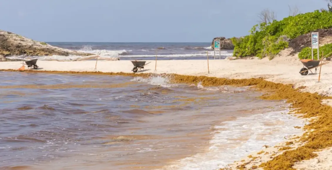 Más de la mitad de la playas en Quintana Roo registran niveles críticos de sargazo este 10 de junio