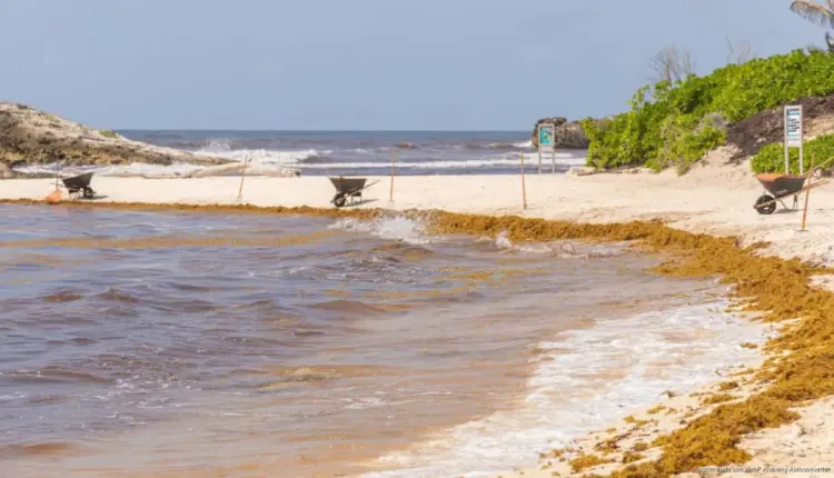 Más de la mitad de la playas en Quintana Roo registran niveles críticos de sargazo este 10 de junio