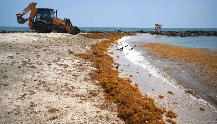 Sargazo rebasa capacidad de contención en Quintana Roo; Tulum y Playa del Carmen concentran mayor impacto