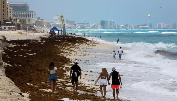 Sargazo deja playas limpias en islas y alta acumulación en Riviera Maya