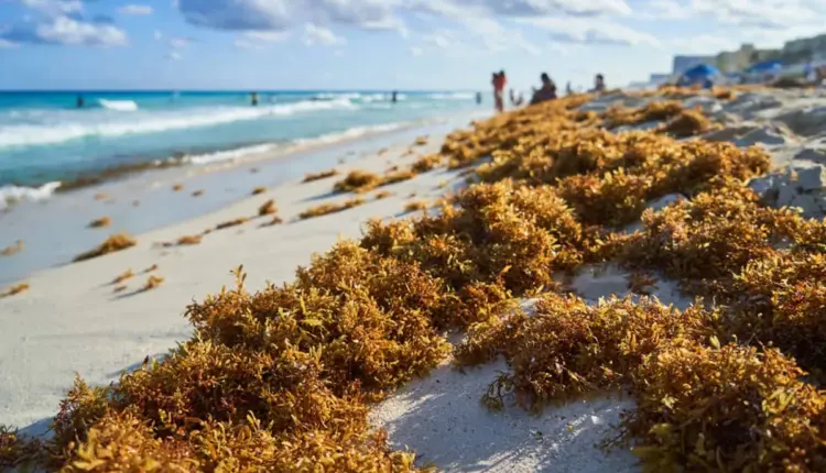 Vientos empujan más sargazo a la Riviera Maya; aumentan afectaciones en playas
