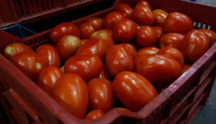 Productores y comercializadores pactan venta directa para abaratar el jitomate