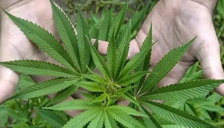 COFEPRIS aclara que fallo de la Corte no legaliza la marihuana ni autoriza su comercialización