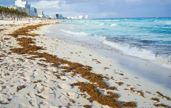 Sargazo cerca a la Riviera Maya mientras el norte de Quintana Roo mantiene playas limpias