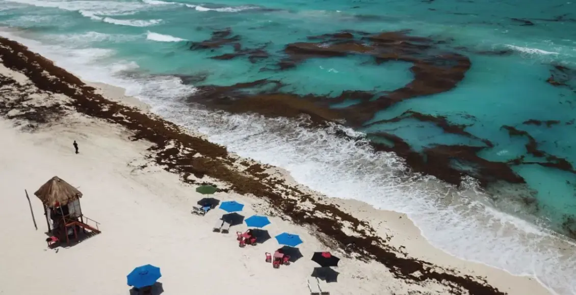 Sargazo en Quintana Roo: 52 playas con niveles excesivos este 7 de julio