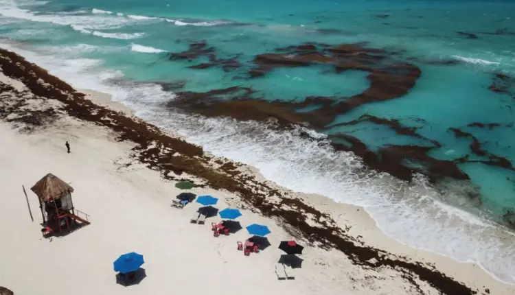 Sargazo en Quintana Roo: 52 playas con niveles excesivos este 7 de julio