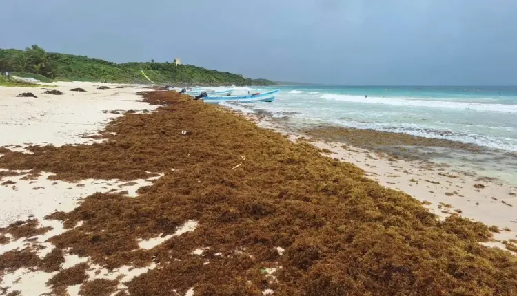 Quintana Roo registra una de las mayores llegadas de sargazo y afecta al 96 por ciento de sus costas