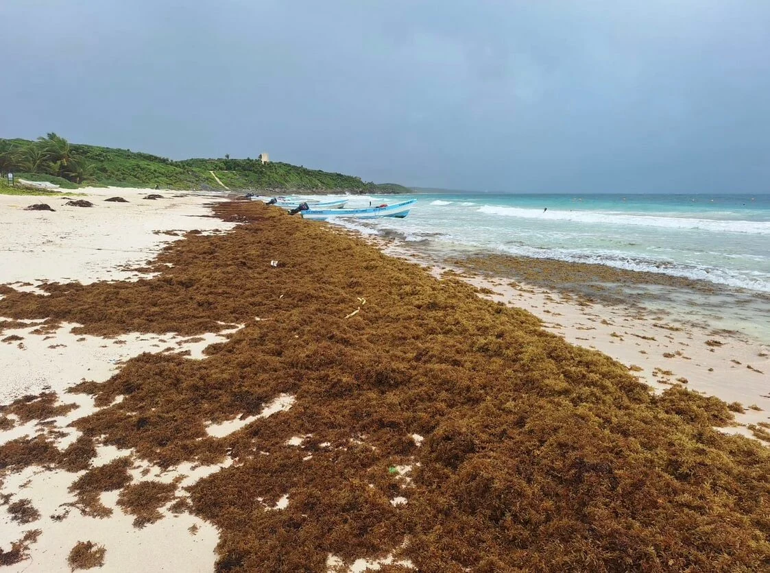 Quintana Roo registra una de las mayores llegadas de sargazo y afecta al 96 por ciento de sus costas