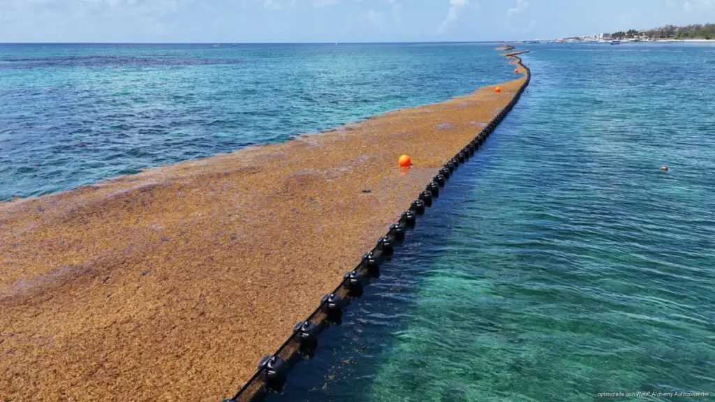 Playa del Carmen instala cinco kilómetros de barreras contra el sargazo