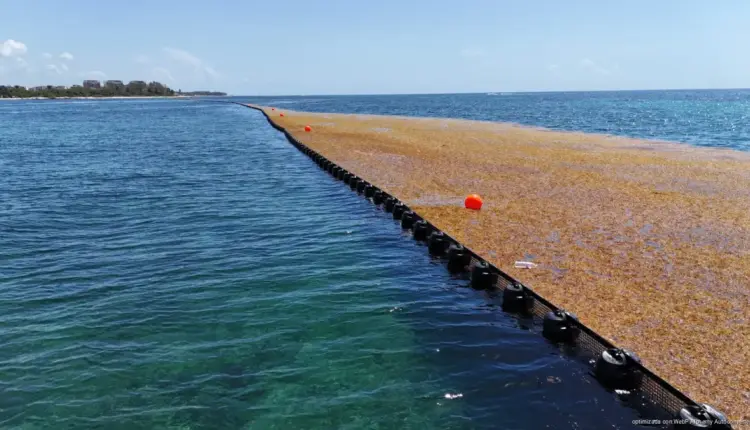Playa del Carmen instala cinco kilómetros de barreras contra el sargazo