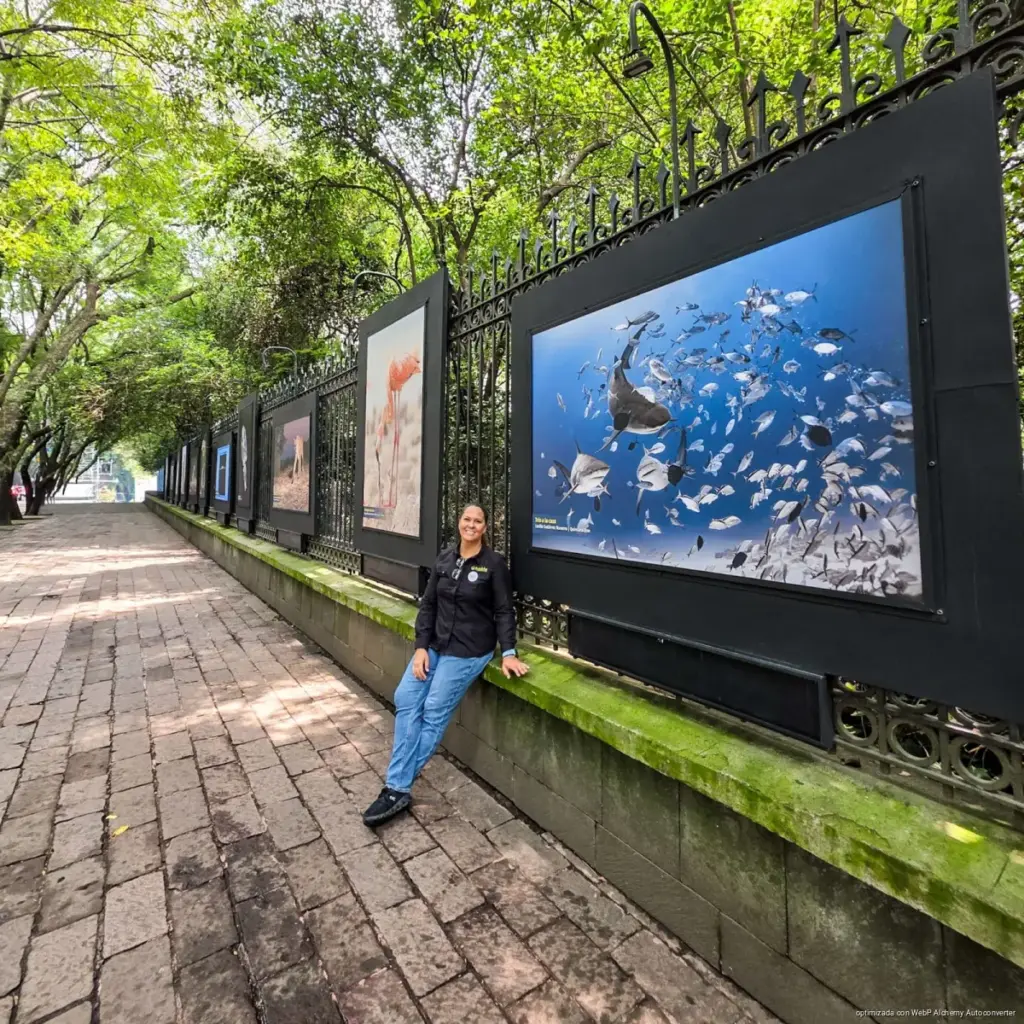 Tiburones toro de Playa del Carmen llegan a exposición en Chapultepec