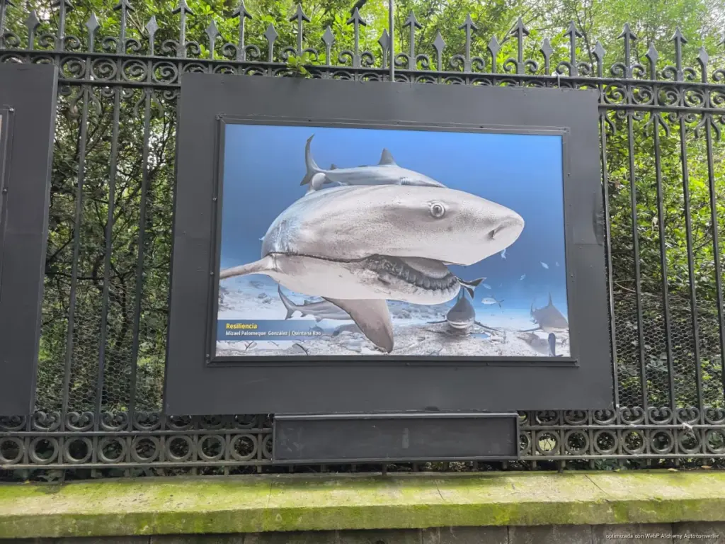 Tiburones toro de Playa del Carmen llegan a exposición en Chapultepec