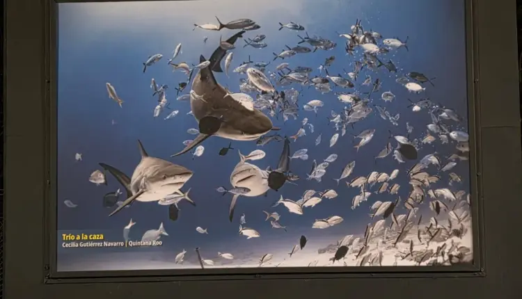 Tiburones toro de Playa del Carmen llegan a exposición en Chapultepec