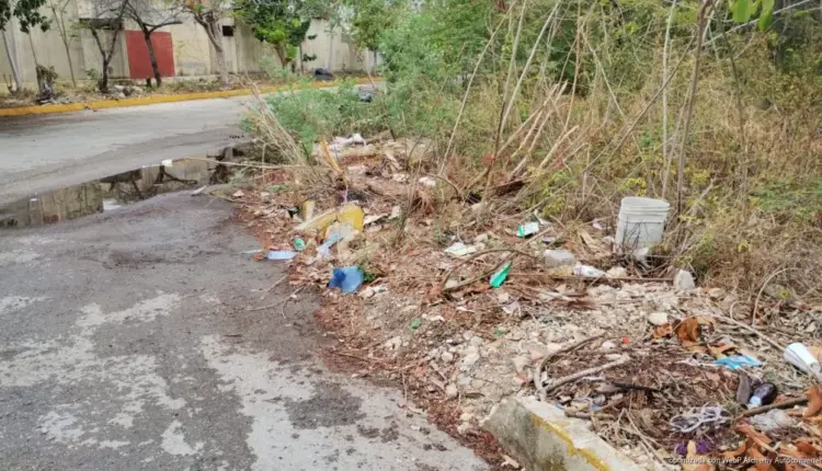 Áreas verdes de Playa del Carmen bajo presión por tala y tiraderos clandestinos
