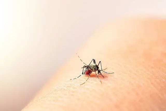 Refuerzan fumigación en escuelas de Quintana Roo tras repunte de dengue