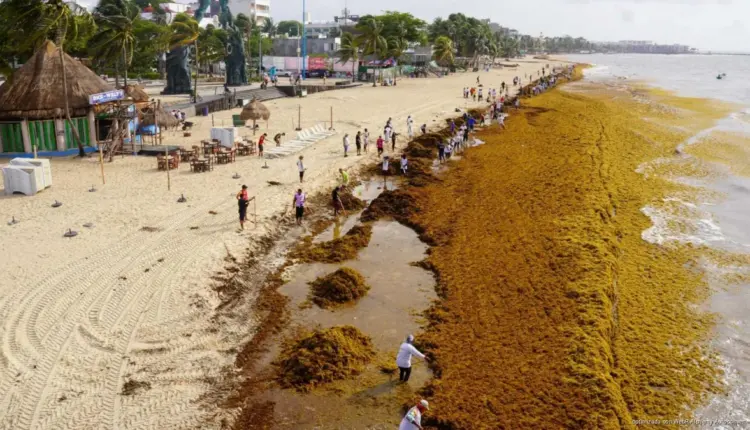 Limpieza de playas en Quintana Roo suma brigadas contra sargazo y plásticos