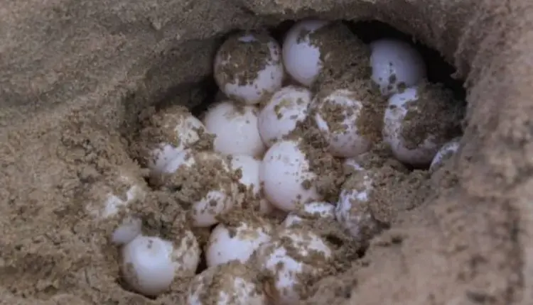 Sargazo amenaza nidos de tortuga y pesca mientras 56 playas de Quintana Roo están en alerta roja