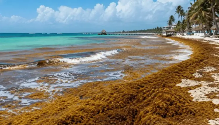 Sargazo y calor marcan este jueves en Quintana Roo con lluvias aisladas