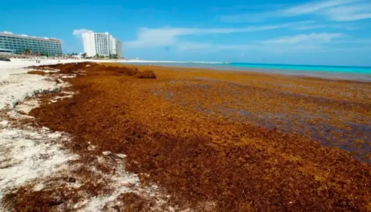 Un nuevo Mar de los Sargazos en el Golfo de México amenaza las costas de cinco estados