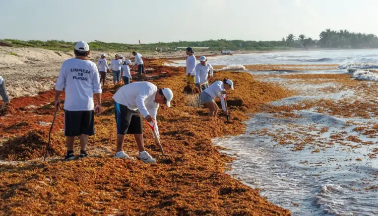 Reportan el arribo de 90 mil toneladas de sargazo al litoral de Quintana Roo