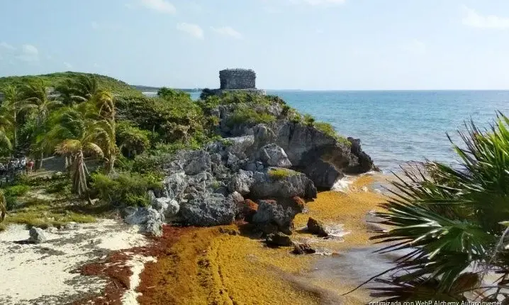 Tulum enfrenta baja ocupación hotelera por sargazo y menor demanda turística